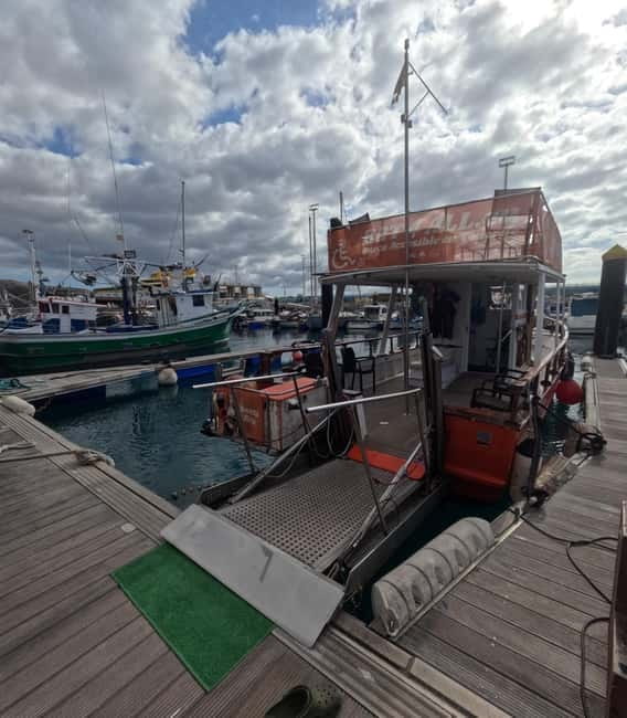 Tenerife: Accessible Whale Watching & Ocean Experience - Wildlife you can look for in Tenerife’s southern Atlantic