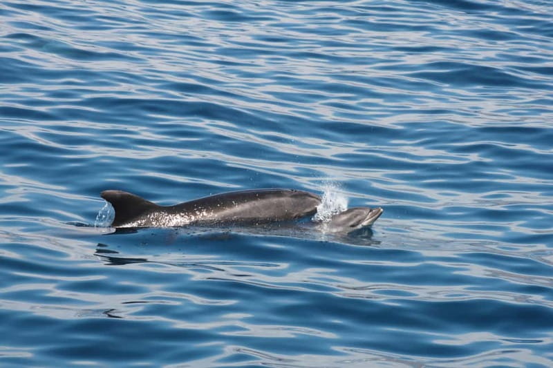 Tenerife: Accessible Whale Watching & Ocean Experience - What accessibility really means on BAT4ALL (and why it matters)