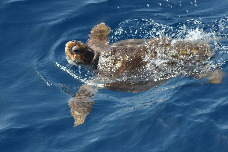 Tenerife: Accessible Whale Watching & Ocean Experience - Practical tips so your ride goes smoothly