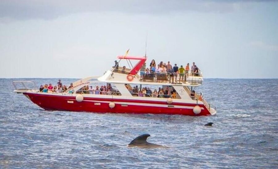 Tenerife: Eco-Yacht Whale and Dolphin Watching and Swimming - Comfort, rules, and what to bring so nothing slows you down