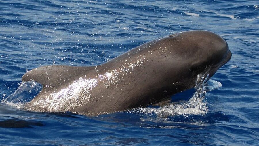Tenerife: Eco-Yacht Whale and Dolphin Watching and Swimming - The Travelin Lady: a luxury eco-yacht that feels made for this job