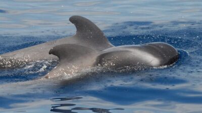 Tenerife: Eco-Yacht Whale and Dolphin Watching and Swimming - Eco-ethical whale watching: what no-chase means on the water