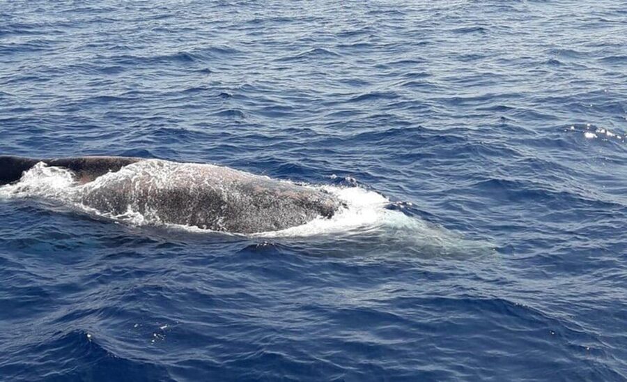 Tenerife: Eco-Yacht Whale and Dolphin Watching and Swimming - The safety-zone swim and snorkeling break: the payoff most people remember