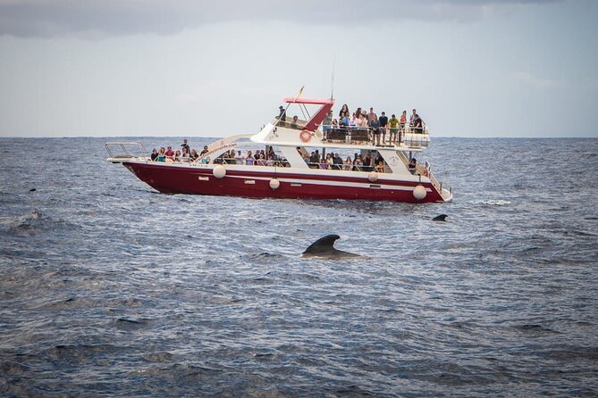 Tenerife Los Cristianos: Whale and Dolphin Eco-Yacht and Swim Stop - The cave of love from the sea: a quick scenery win that breaks up the scan