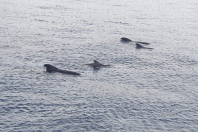Tenerife Los Cristianos: Whale and Dolphin Eco-Yacht and Swim Stop - Blue Boat certification: the safety and sustainability angle you can actually use