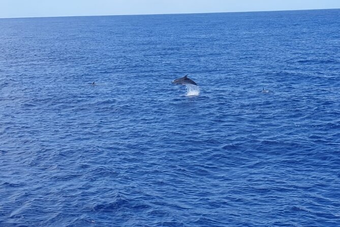 Tenerife Los Cristianos: Whale and Dolphin Eco-Yacht and Swim Stop - Boat comfort, motion, and photos: small details that make or break the trip