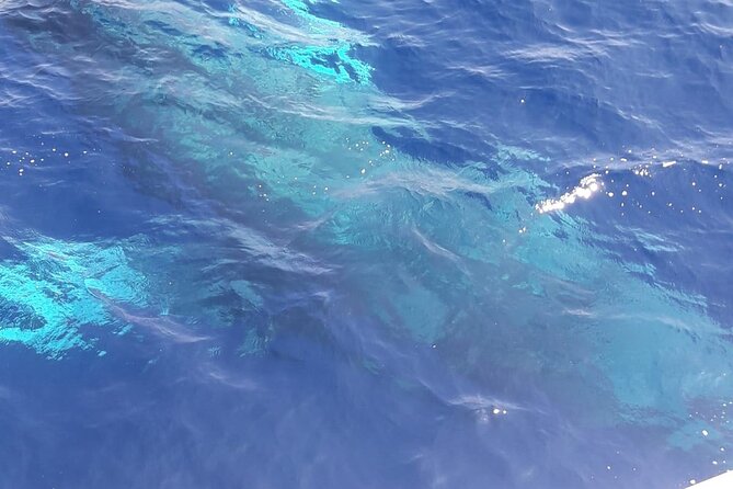 Tenerife Los Cristianos: Whale and Dolphin Eco-Yacht and Swim Stop - Price and value: why $18.10 can feel like a bargain