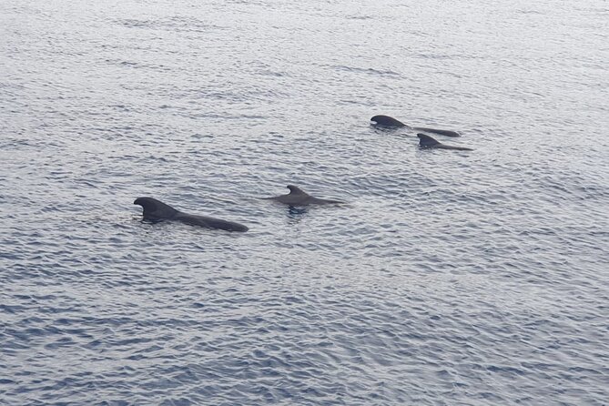 Tenerife Los Cristianos: Whale and Dolphin Eco-Yacht and Swim Stop - Blue Boat certification: the safety and sustainability angle you can actually use