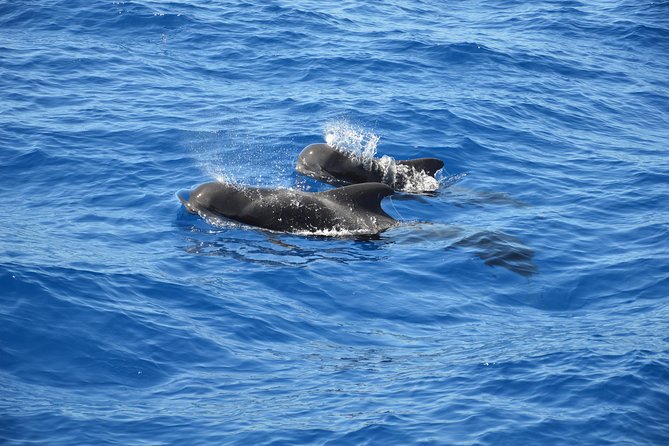 Tenerife: Whale and dolphin watching - Key highlights you’ll care about