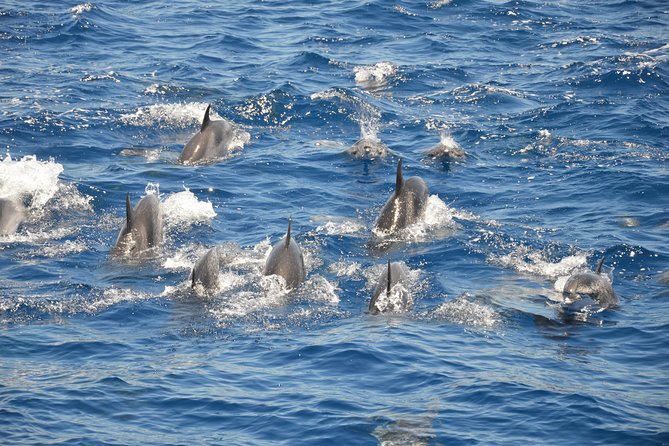 Tenerife: Whale and dolphin watching - Where you’ll search: Tenerife coves and changing sea conditions