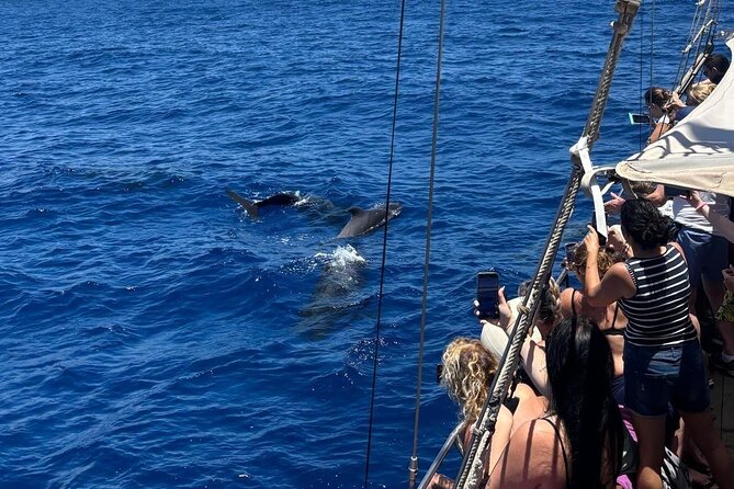 Tenerife: Whale and Dolphin Watching with a Plunge - Key Highlights (So You Know What Matters)