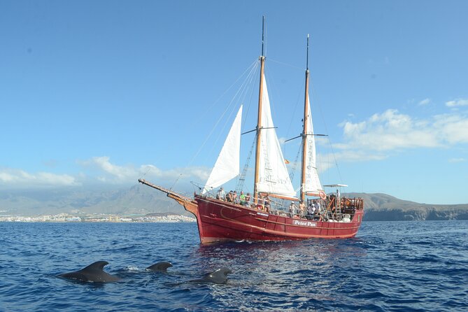 Tenerife: Whale and Dolphin Watching with a Plunge - The Swim Stop by Bahía: How the Plunge Works (And Why Sea Conditions Win)
