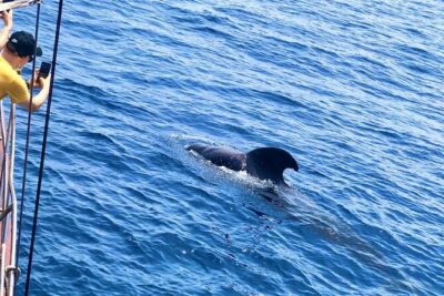 Tenerife: Whale and Dolphin Watching with a Plunge - Playa de las Américas: Wildlife Watching That’s Meant to Be Informative