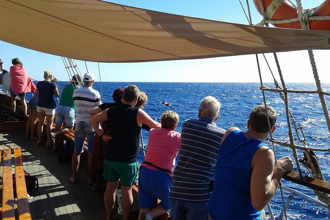 Tenerife: Whale and Dolphin Watching with a Plunge - Boat Comfort, Crowd Levels, and Seasickness Reality Check