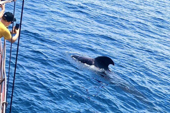 Tenerife: Whale and Dolphin Watching with a Plunge - Playa de las Américas: Wildlife Watching That’s Meant to Be Informative