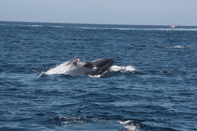 Tenerife: Whale and dolphin watching - 2 hours on the water: what the timing really means