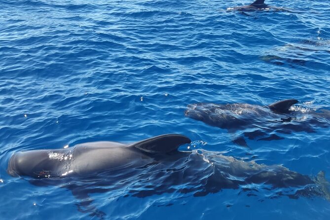 Tenerife Whale Watching and Snorkeling Yacht Trip - Puerto Colón meeting point: where the tour starts and ends
