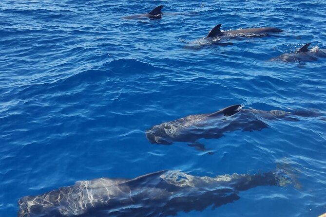 Tenerife Whale Watching and Snorkeling Yacht Trip - On-board comfort: what you’re really getting for the price