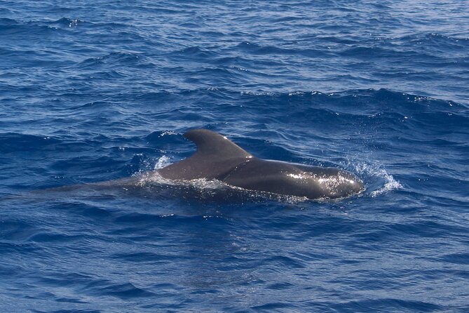 Tenerife Whale Watching and Snorkeling Yacht Trip - Food, drinks, and those small moments that add up
