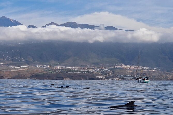 Tenerife Whale Watching and Snorkeling Yacht Trip - The yacht rhythm: how pilot whales and dolphins fit into a short trip