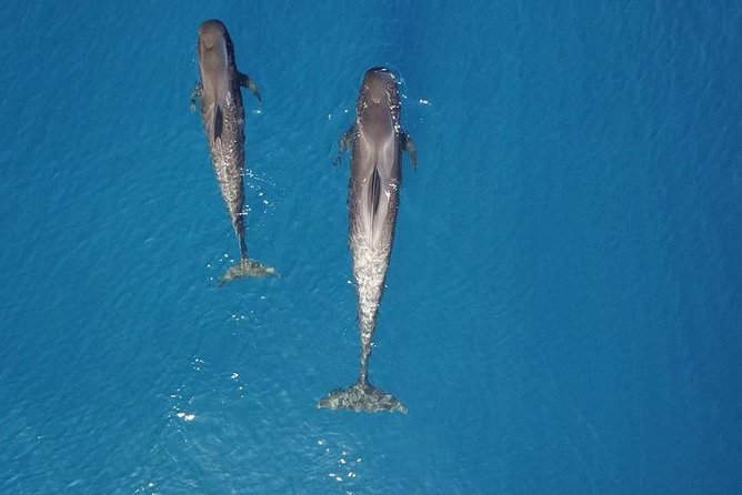 Tenerife Whale watching on private charter - Anchoring in a Clear Cove: Swim and Snorkel From the Boat