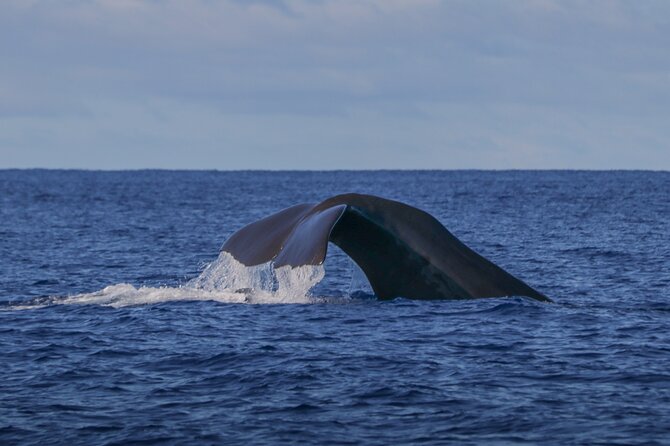 Terceira Island: Whale & Dolphin Watching | Best Wildlife Tour - Key things I’d circle before you book