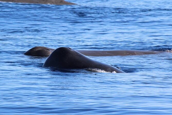Terceira Island: Whale & Dolphin Watching | Best Wildlife Tour - Terceira’s cetaceans: why Azores waters feel like a real wildlife hunt