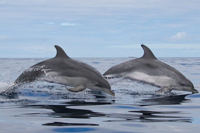 Terceira Island: Whale & Dolphin Watching | Best Wildlife Tour - Hydrophone and spotter: how the team searches beyond your eyes