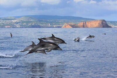 Terceira Island: Whale & Dolphin Watching | Best Wildlife Tour - Meeting at Marina de Angra do Heroísmo: timing, check-in, and what to bring