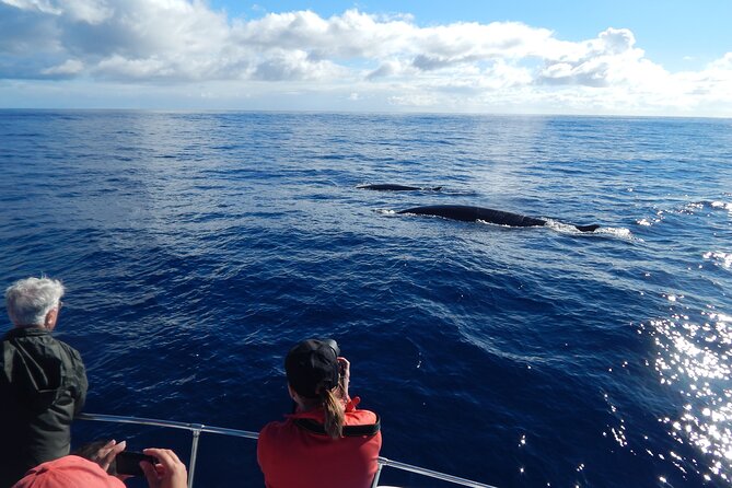 Terceira Island: Whale & Dolphin Watching | Best Wildlife Tour - Sighting guarantee: what you’re promised, and what you’re not