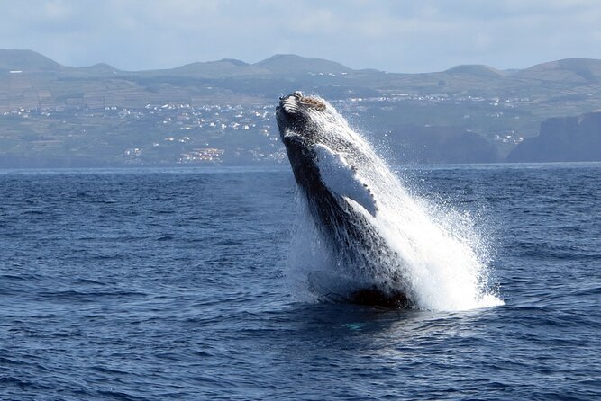 Terceira Island: Whale & Dolphin Watching | Best Wildlife Tour - Guide style that makes spotting easier: Raquel and the hands-on coaching approach