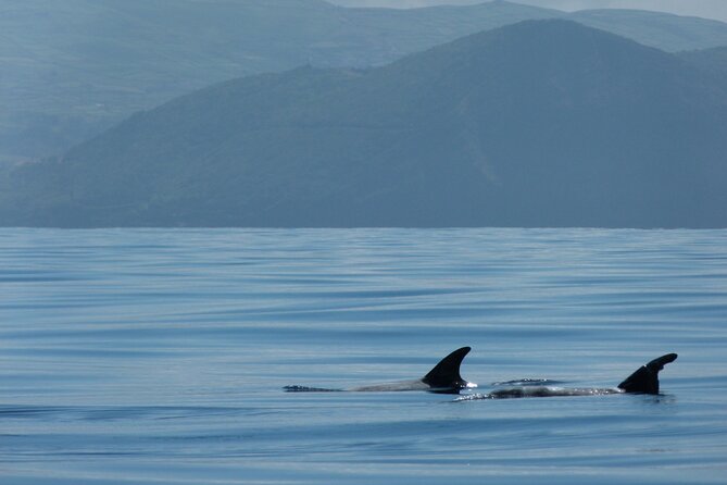 Terceira Island: Whale & Dolphin Watching | Best Wildlife Tour - Price and value at about $84: what you’re really paying for