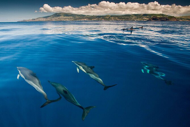 Terceira Island: Whale & Dolphin Watching | Best Wildlife Tour - Who this tour is best for on Terceira (and who should rethink it)