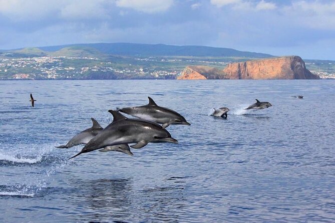 Terceira Island: Whale & Dolphin Watching | Best Wildlife Tour - Meeting at Marina de Angra do Heroísmo: timing, check-in, and what to bring