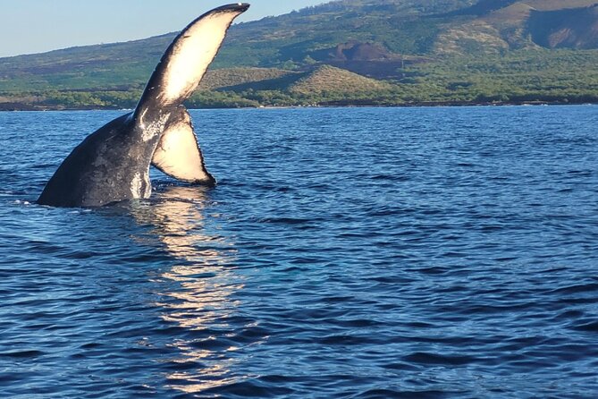 The Best 10 am 1.5 Hour Whale Watching Tour - Why a 10:00 am Kihei whale watch works so well on Maui’s south shore