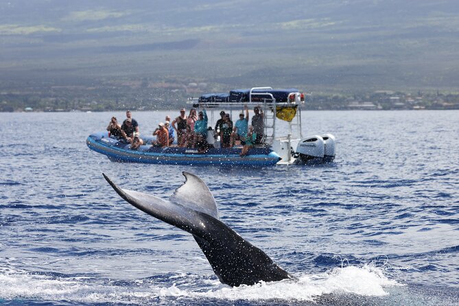 The Best 10 am 1.5 Hour Whale Watching Tour - Price and value: is $97.30 worth it?