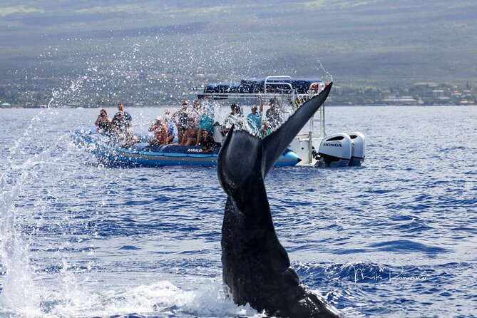 The Best 10 am 1.5 Hour Whale Watching Tour - Who this whale watch fits best (and who should skip it)