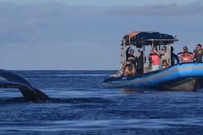 The Best 12 pm 1.5 Hour Whale Watching Tour - The boat experience: small group limits and the hydrophone advantage