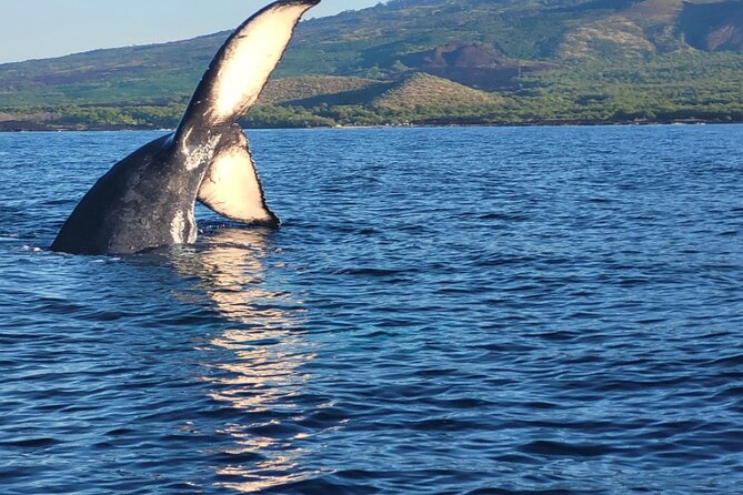 The Best 12 pm 1.5 Hour Whale Watching Tour - Value check: is $97.30 a fair price for Maui whale watching?