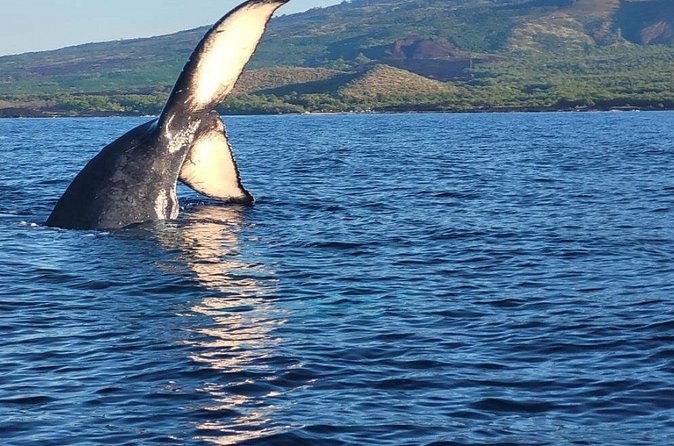 The Best 12 pm 1.5 Hour Whale Watching Tour - Crew quality: humor, safety, and the difference between a good and great day