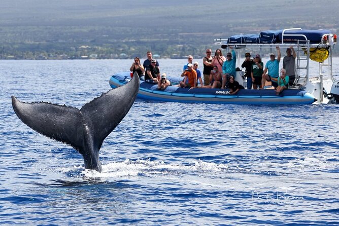 The Best 12 pm 1.5 Hour Whale Watching Tour - Who this tour suits best