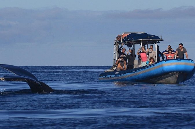 The Best 12 pm 1.5 Hour Whale Watching Tour - Should you book the Best 12 pm 1.5 Hour Whale Watching Tour?