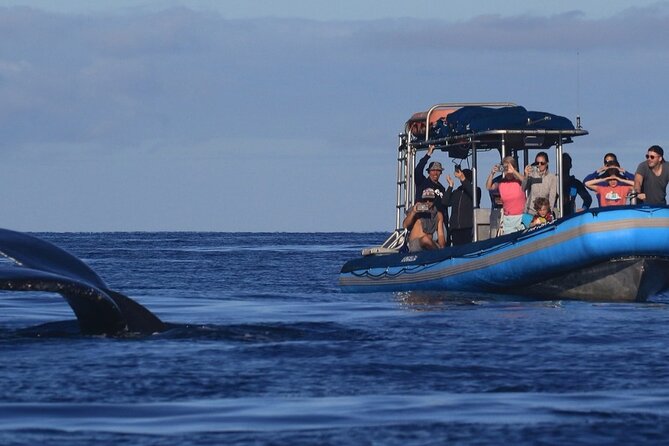 The Best 12 pm 1.5 Hour Whale Watching Tour - The boat experience: small group limits and the hydrophone advantage