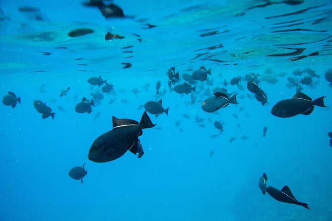 The Best 2.5 Hour Molokini Snorkel Tour & Whale Watch - Price and What You’re Actually Buying