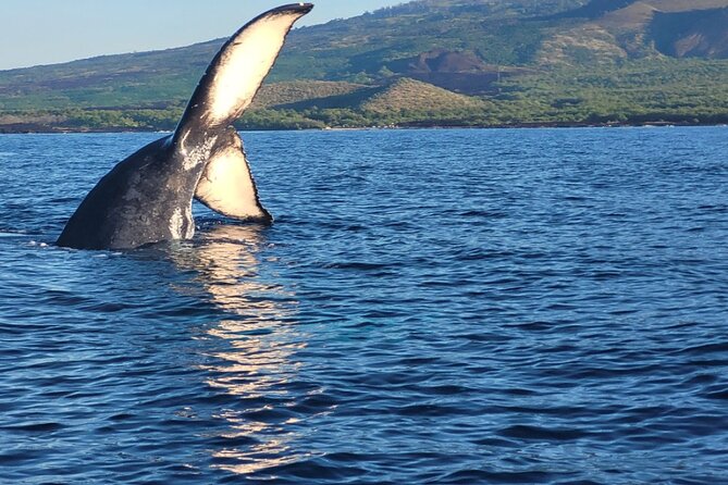 The Best 8 am 1.5 Hour Whale Watching Tour - Why this 8:00 am Kihei whale watch is a smart Maui choice