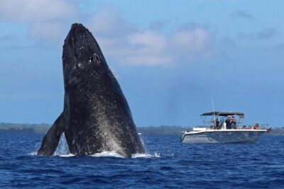 The Best 8 am 1.5 Hour Whale Watching Tour - Hydrophone time: turning sightings into a real whale experience