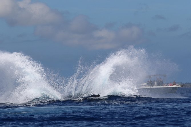 The Best 8 am 1.5 Hour Whale Watching Tour - What’s included (and what you should bring anyway)