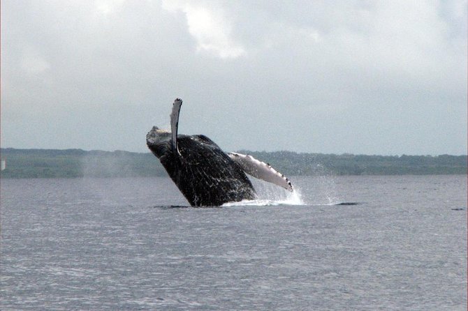 The Best 8 am 1.5 Hour Whale Watching Tour - Who should book this whale watch (and who should skip it)