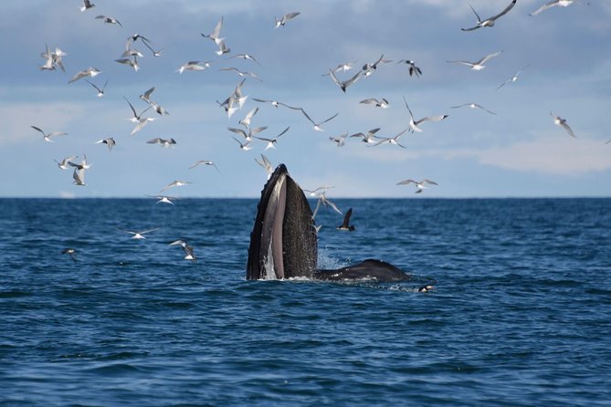 The Original Classic Whale Watching from Reykjavik - Whale watching from Reykjavik that feels practical, not pushy