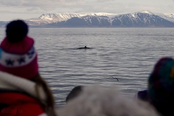 The Original Classic Whale Watching from Reykjavik - What the onboard staff actually does well
